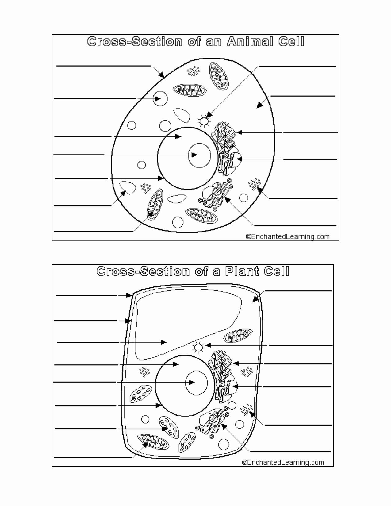 18 Plant And Animal Cells Ideas Animal Cell Plant And Animal Cells Science Cells 18 Plant And Animal Cells Ideas Animal Cell Plant And Animal Cells Science Cells
