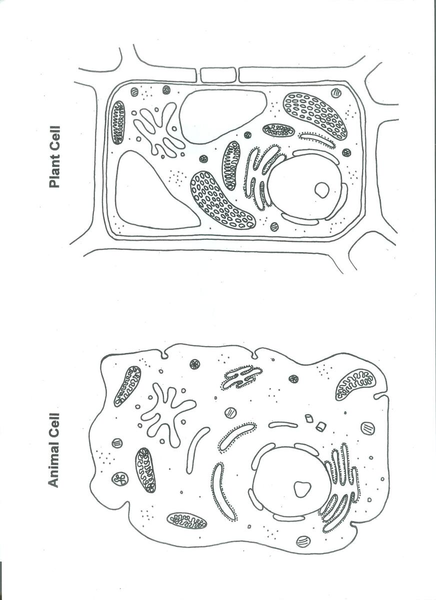 Animal And Plant Cell Worksheet Pdf Animal And Plant Cell Worksheet Pdf
