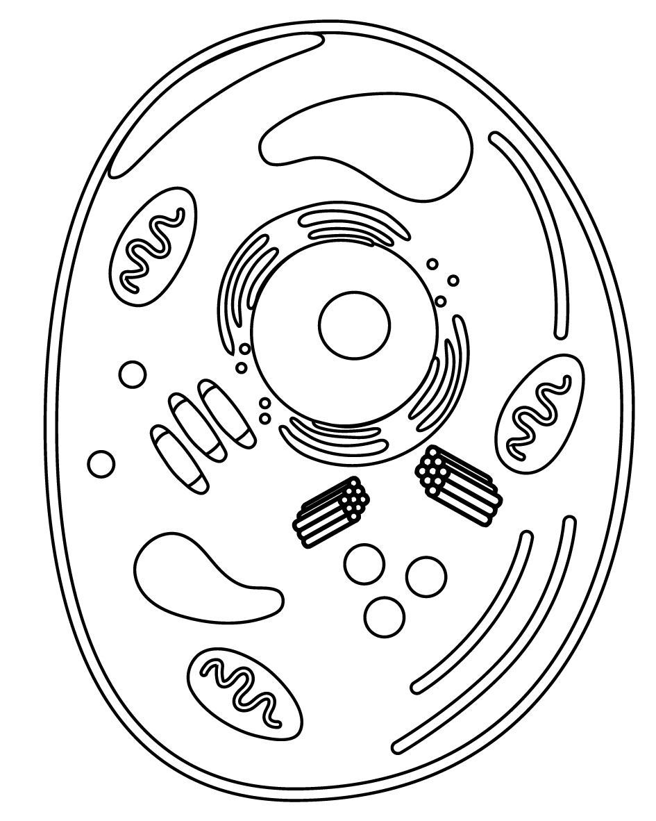 Animal Cell Coloring Page Free Printable