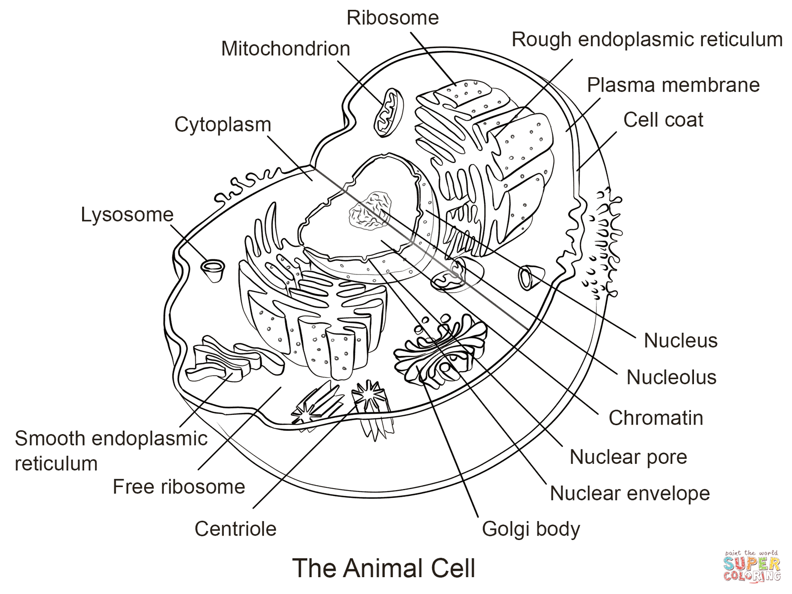 Animal Cell Coloring Page Free Printable