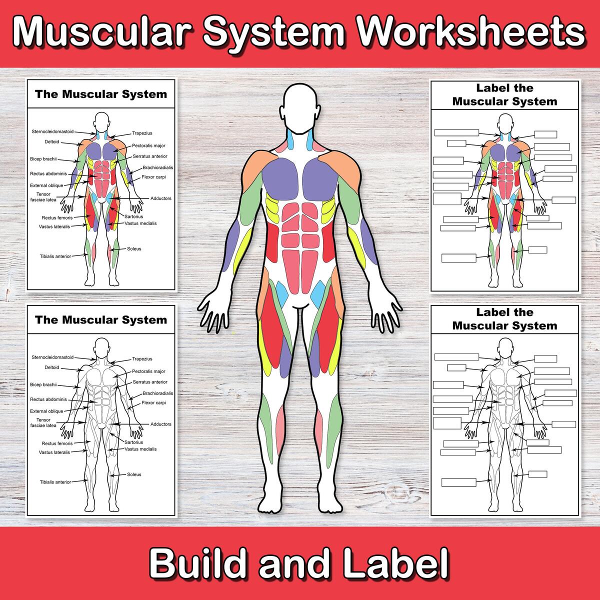 Build And Label The Muscular System Anatomy Worksheets Muscle Activities Human Body Biology For Middle School High School My Body Etsy Build And Label The Muscular System Anatomy Worksheets Muscle Activities Human Body Biology For Middle School High School My Body Etsy