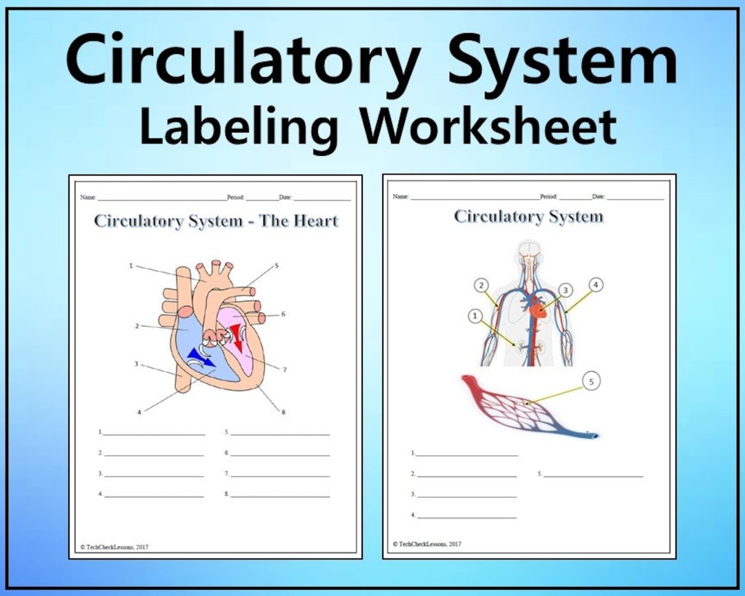 Circulatory System Labeling Worksheet Science Editable DIGITAL DOWNLOAD Etsy Israel