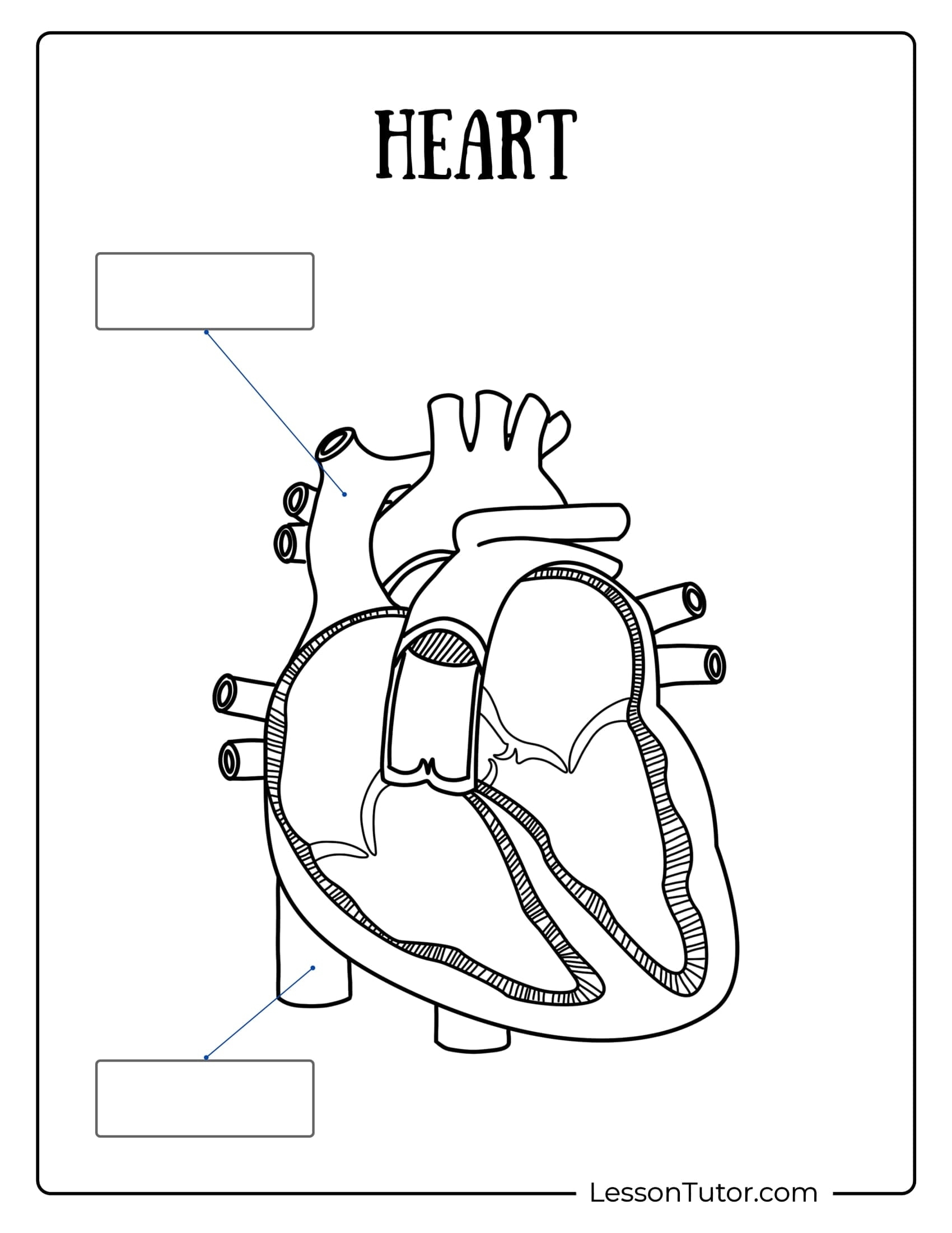 Circulatory System Worksheets Free Coloring Pages PDF Printables And Worksheets Lesson Tutor Circulatory System Worksheets Free Coloring Pages PDF Printables And Worksheets Lesson Tutor
