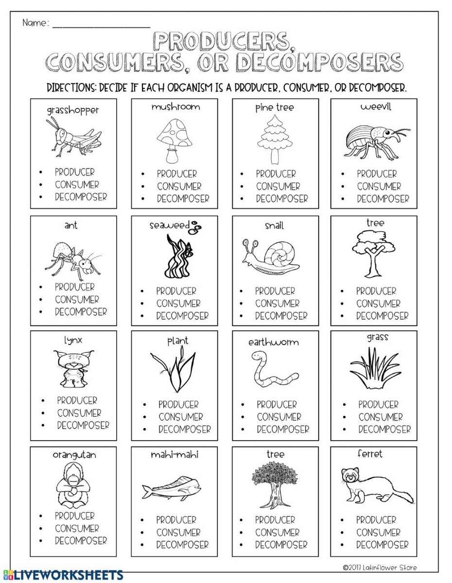Consumer Producer Decomposer Worksheet Worksheets Library Consumer Producer Decomposer Worksheet Worksheets Library