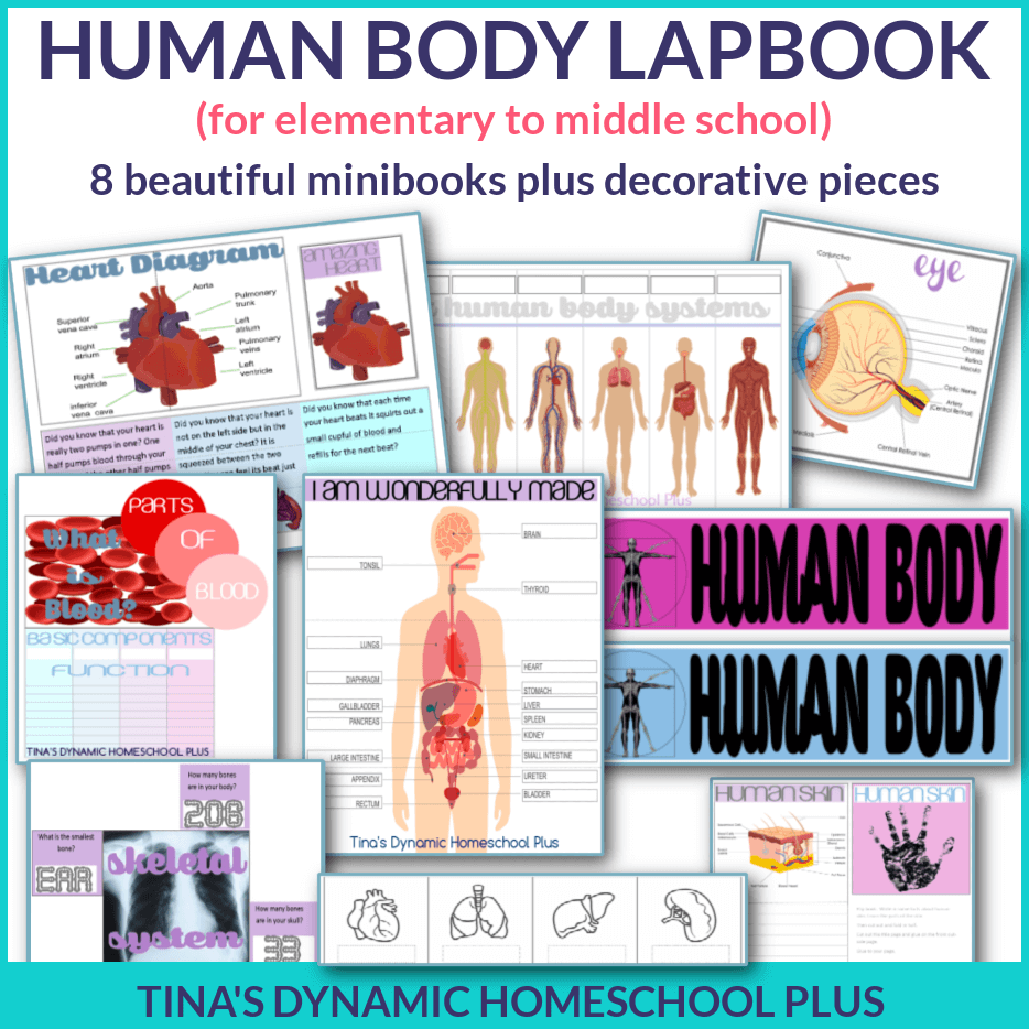 Parts Of The Body Worksheets The Teaching Aunt