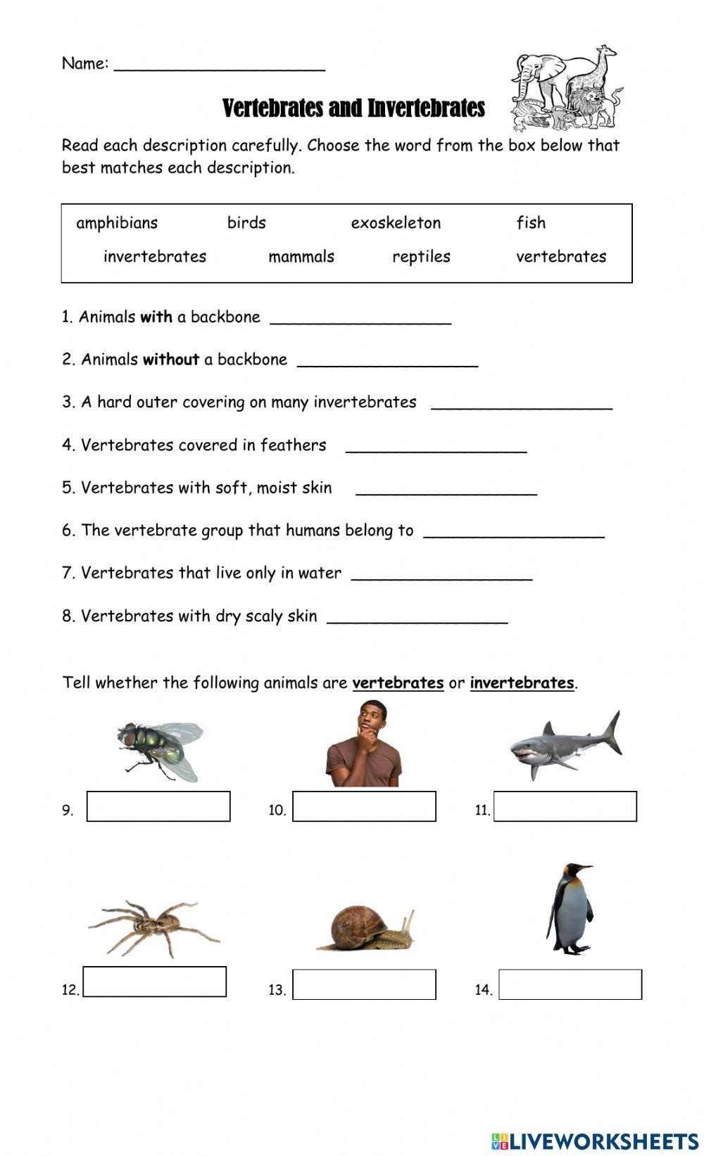 Free Free Printable Worksheet On Vertebrates And Invertebrates Download Free Free Printable Worksheet On Vertebrates And Invertebrates Png Images Free Worksheets On Clipart Library Vertebrates And Invertebrates Animals Worksheet
