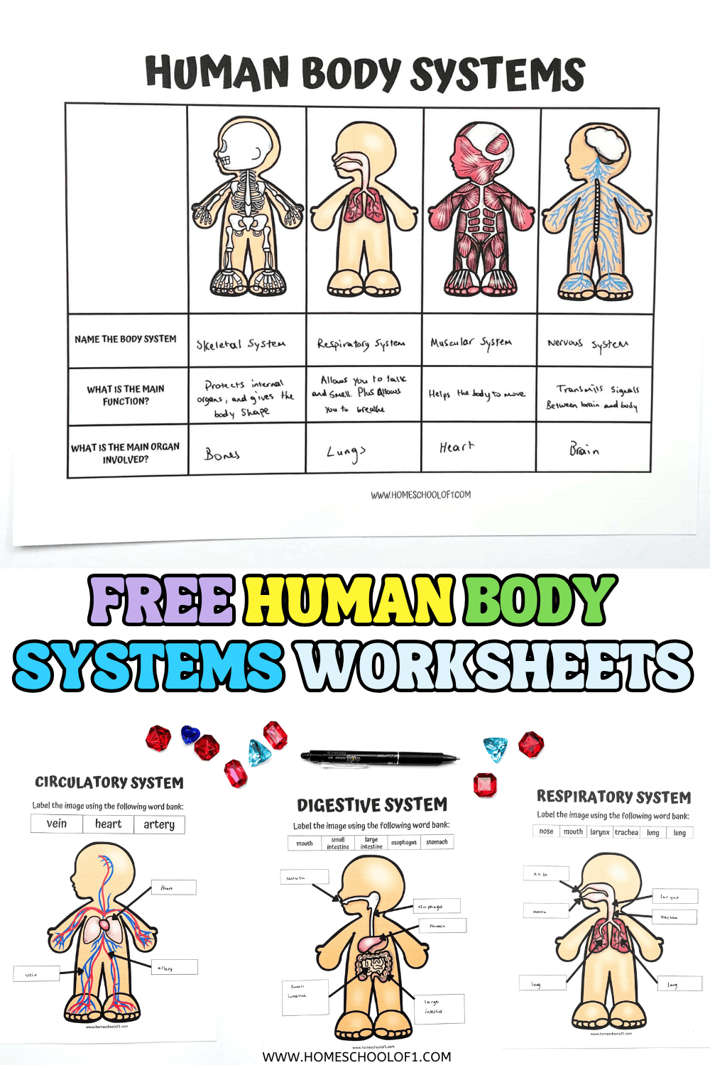 Free Printable Human Body Systems Worksheets For Kids Human Anatomy Worksheets And Study Guides