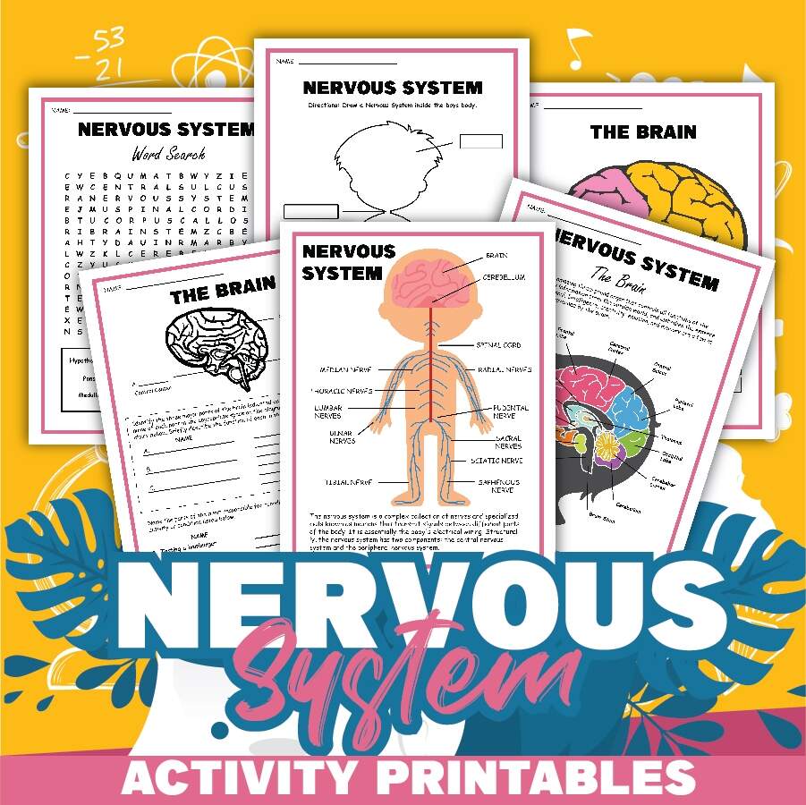 Free Science Worksheets The Nervous System Adanna Dill