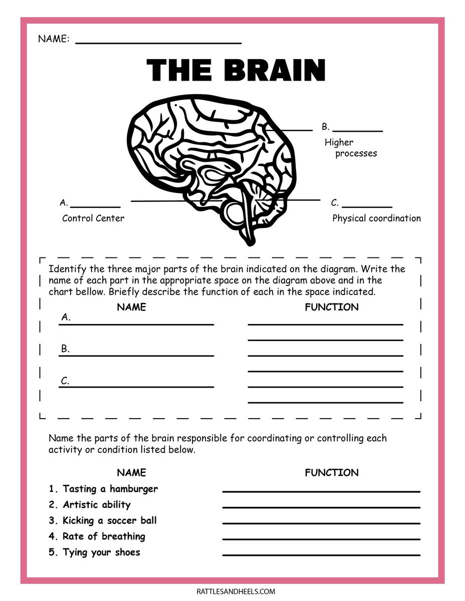 Free Science Worksheets The Nervous System Adanna Dill Class 7 Science Worksheet Mix 3 Worksheet Worksheets Library