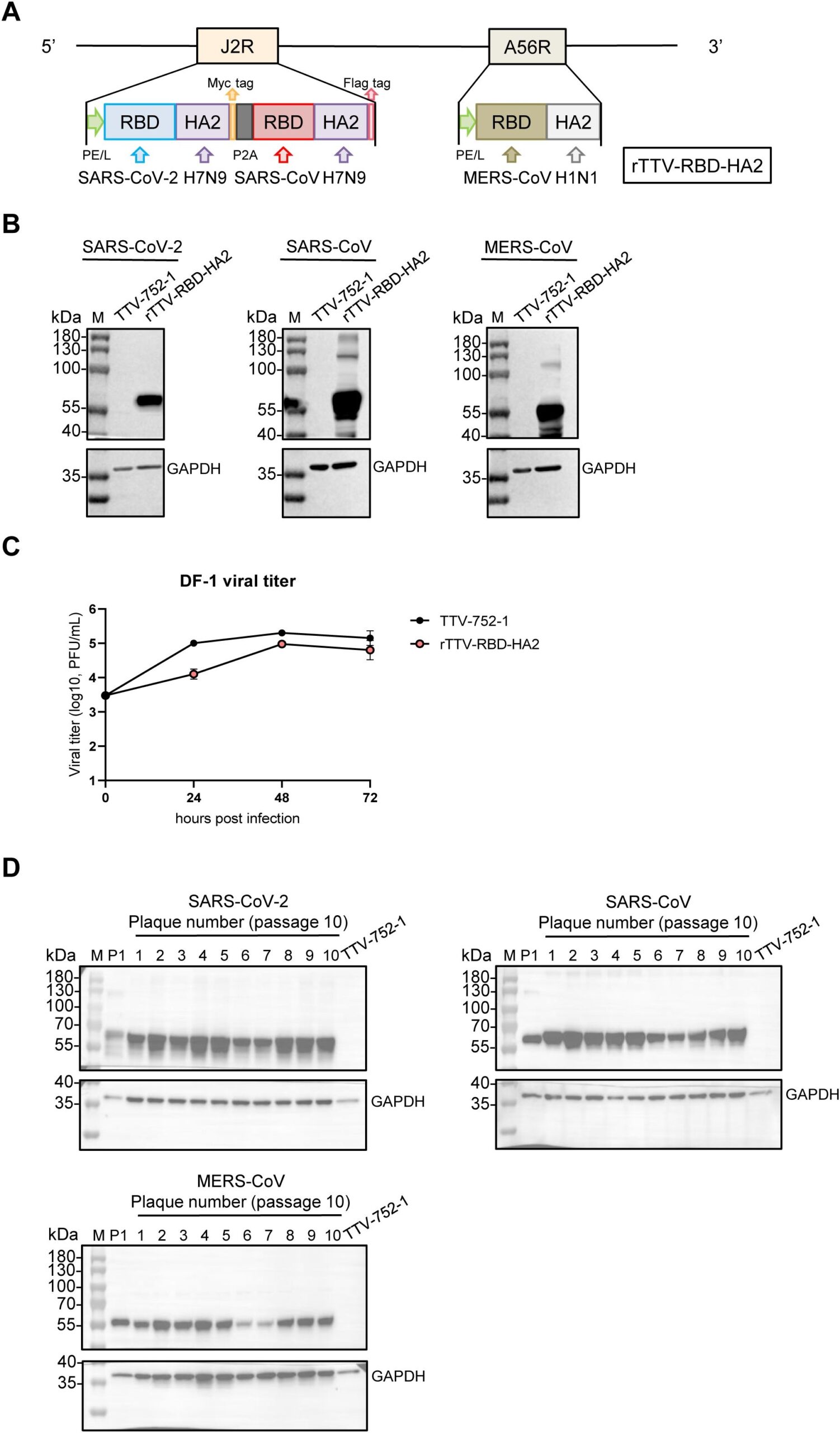 Frontiers A Multi Antigen Vaccinia Vaccine Broadly Protected Mice Against SARS CoV 2 And Influenza A Virus While Also Targeting SARS CoV 1 And MERS CoV