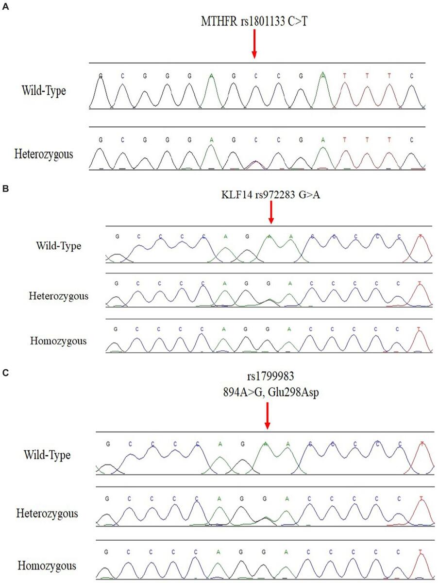 Genetics Evolutionary Psychology And Behavior Worksheet WordMint