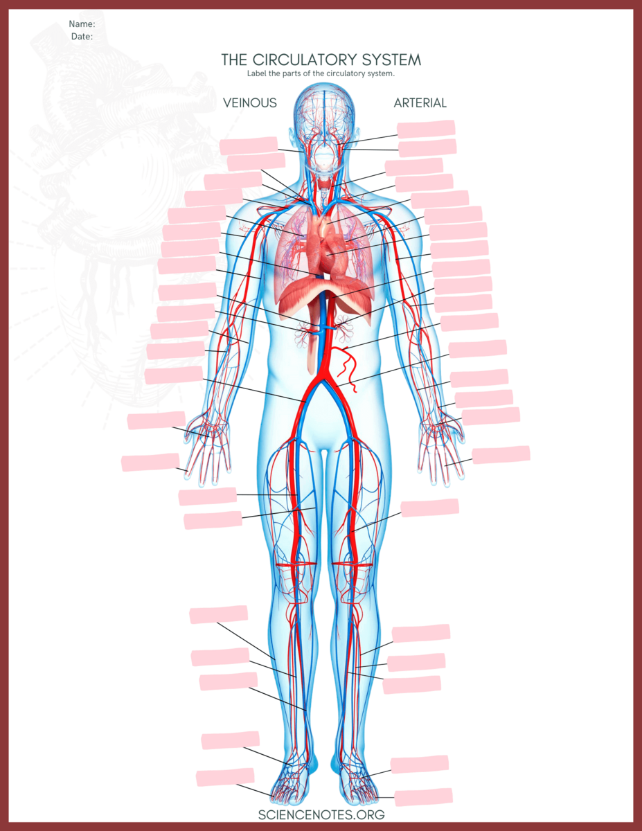 Human Anatomy Worksheets And Study Guides Human Anatomy Worksheets And Study Guides