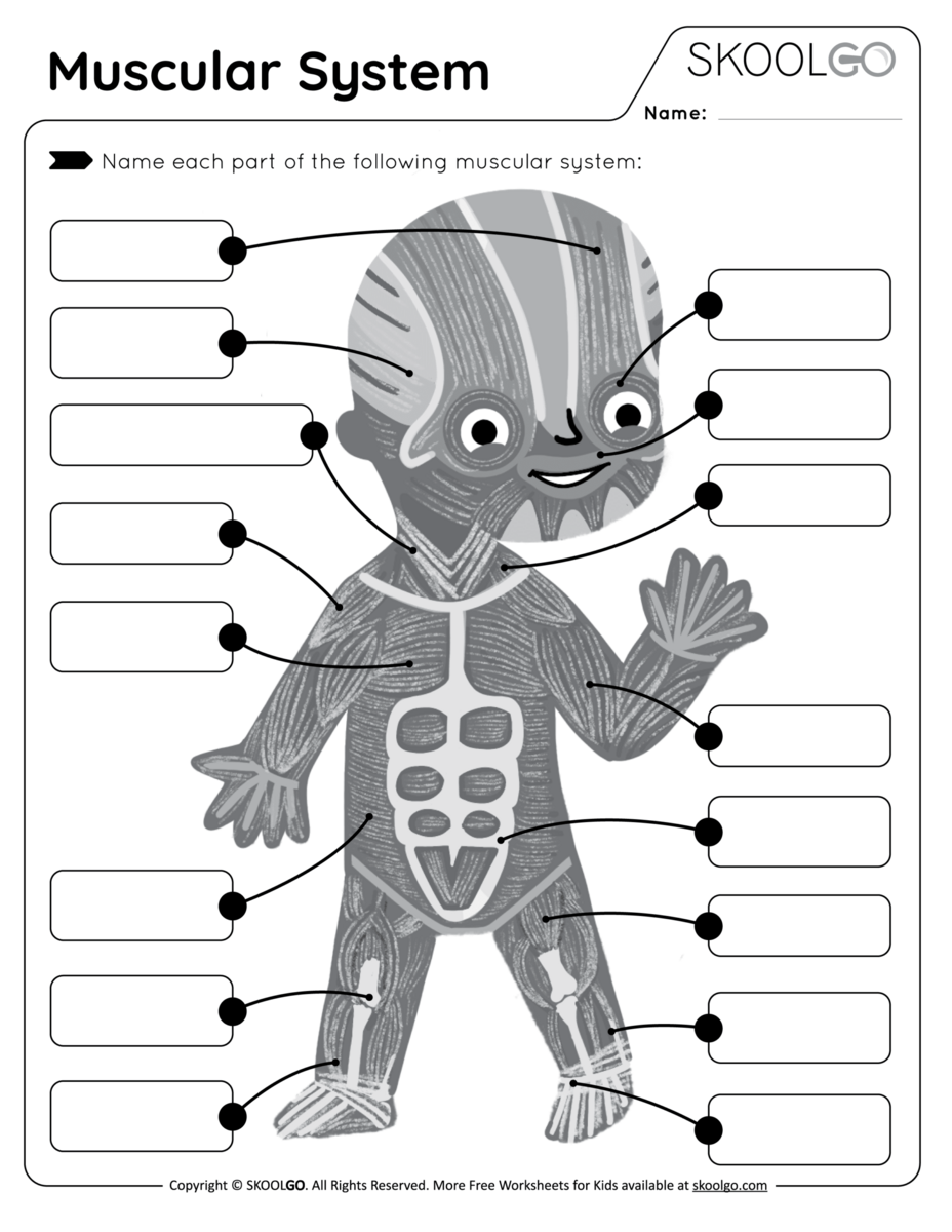 Worksheets Muscle Anatomy 10 Free PDF Printables Printablee