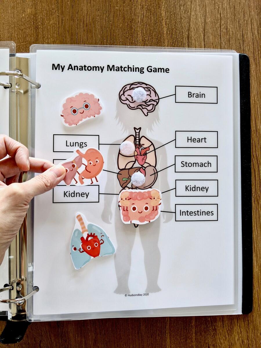 My Body Anatomy Worksheet Pre K Learning Printable PDF Etsy Hong Kong