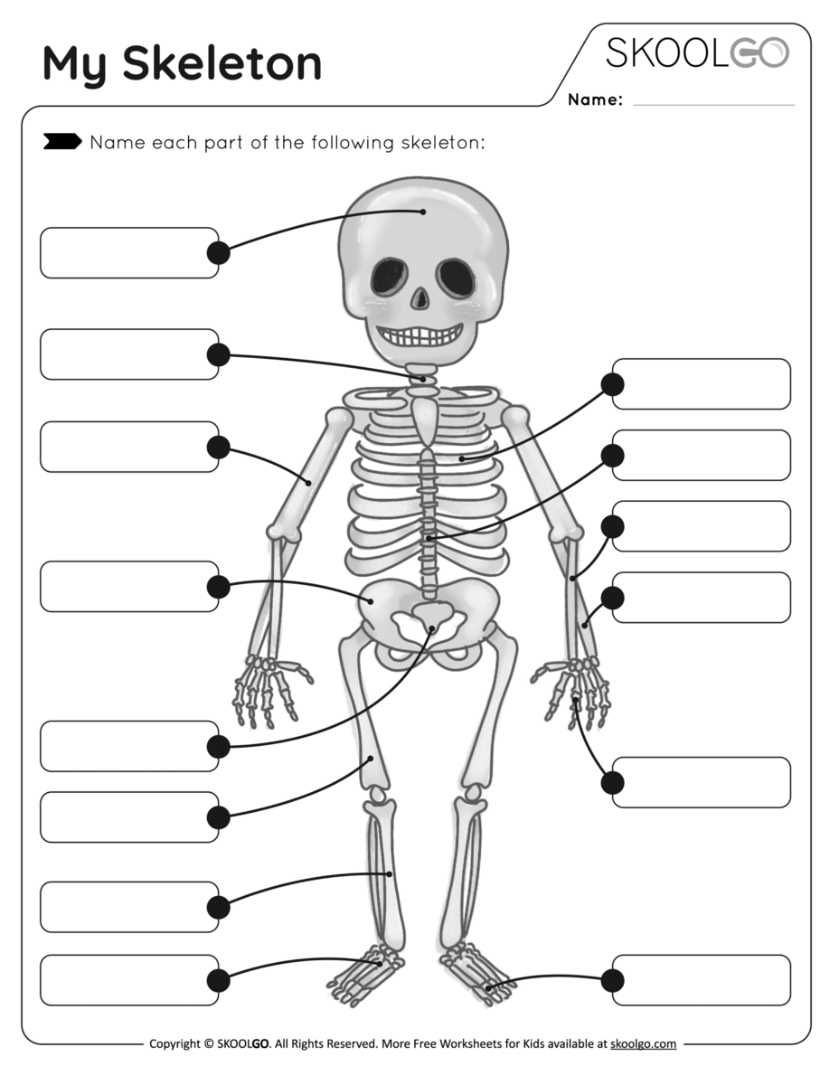 My Skeleton Free Worksheet SKOOLGO My Skeleton Free Worksheet SKOOLGO