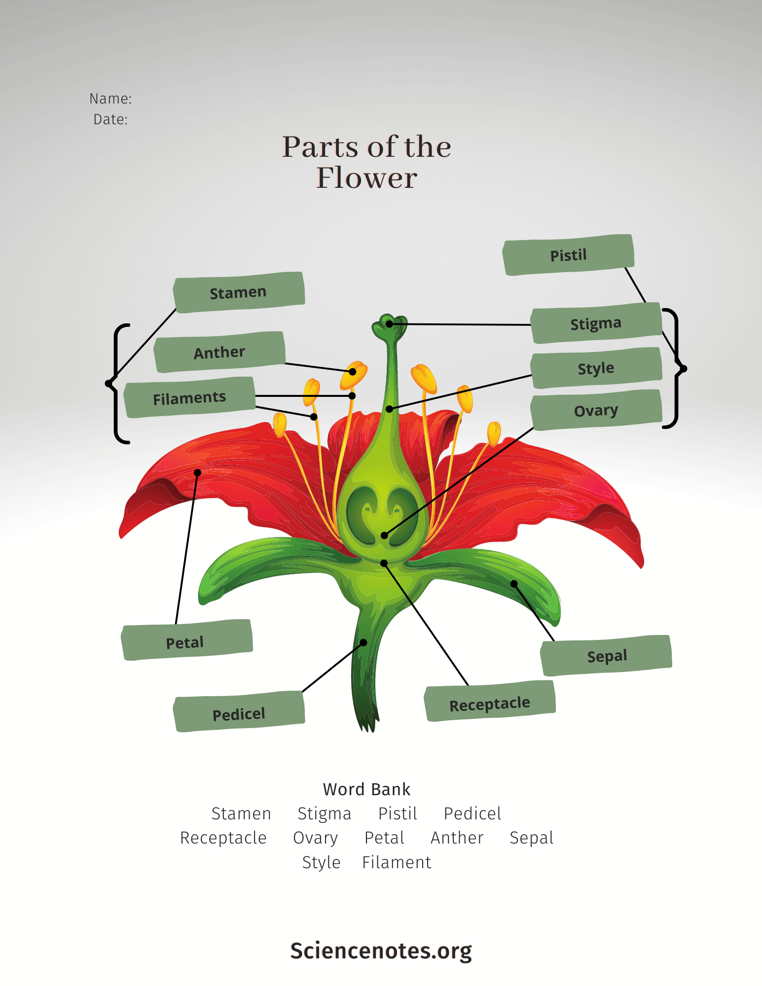 Parts Of A Flower Diagram And Functions Parts Of A Flower Diagram And Functions