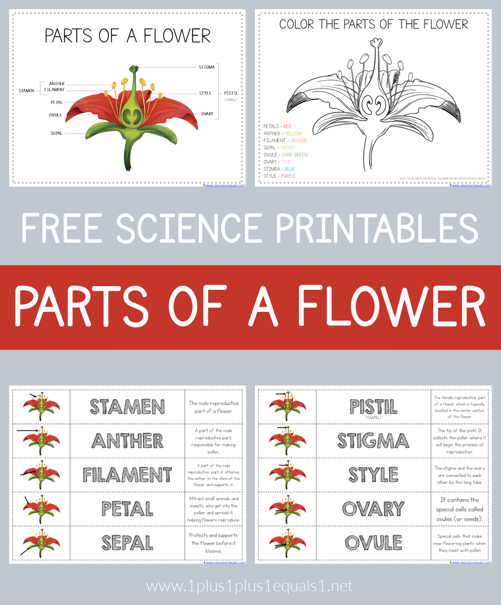 Parts Of A Flower Free Science Printables 1 1 1 1 Parts Of A Plant Vocabulary Worksheet Write The Words And Color The Flower Activity For Kindergarten K5 And ESL Students Free Printable PDF Download Ezpzlearn