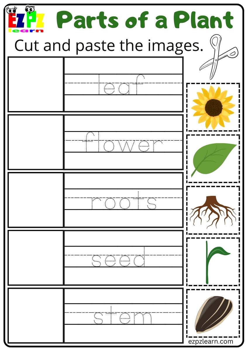 Parts Of A Plant Cut And Paste Activity For Kindergarten Or ESL Students Free Printable PDF Download Ezpzlearn Parts Of A Plant Cut And Paste Activity For Kindergarten Or ESL Students Free Printable PDF Download Ezpzlearn
