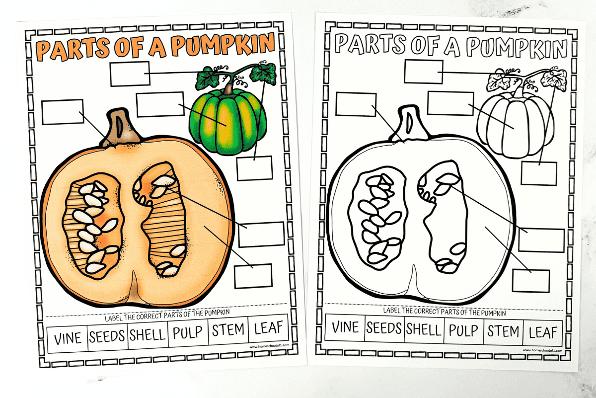 Parts Of A Pumpkin Worksheet Free Coloring Page Parts Of A Pumpkin Worksheet Free Coloring Page