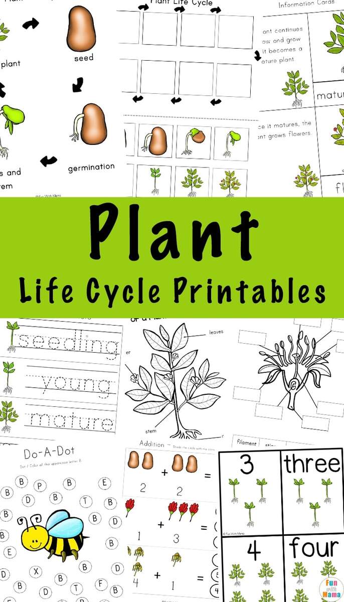 Plant Life Cycle Learning Pack Fun With Mama