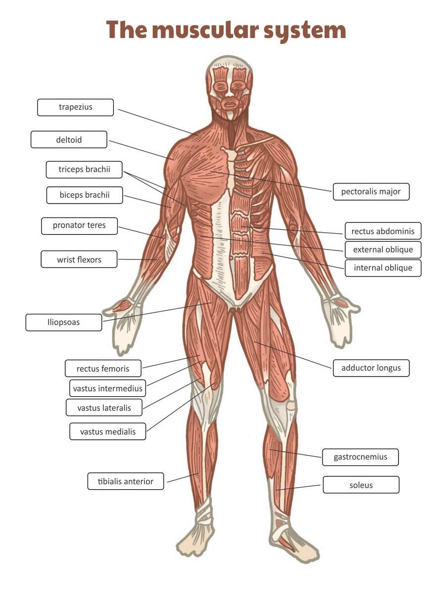 Printable Muscular System Worksheets