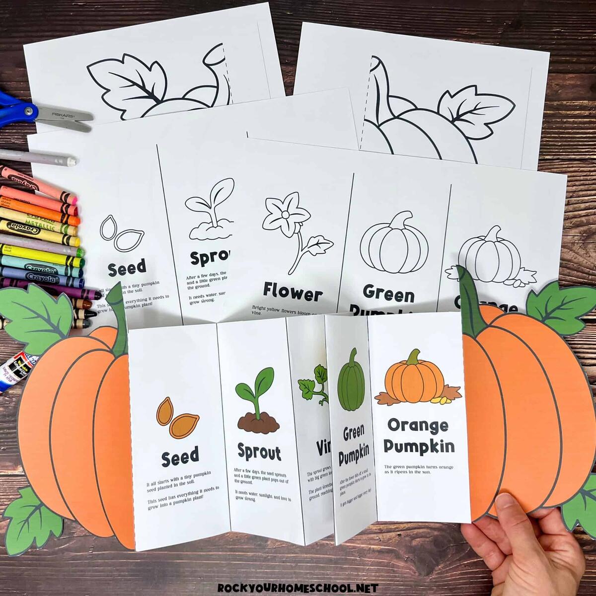 Pumpkin Life Cycle Activity For A Fun Science Foldable Free Rock Your Homeschool Pumpkin Life Cycle Activity For A Fun Science Foldable Free Rock Your Homeschool