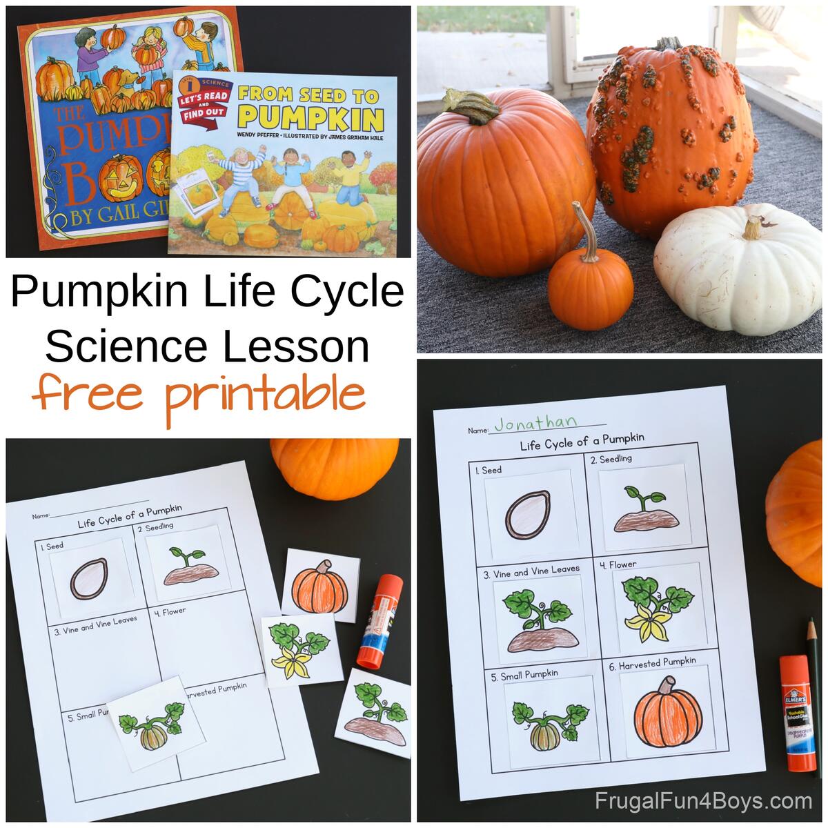 Pumpkin Life Cycle Activity Printable Frugal Fun For Boys And Girls Pumpkin Life Cycle Activity Printable Frugal Fun For Boys And Girls