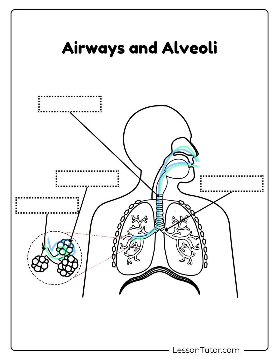 Respiratory System Worksheets Free Coloring Pages PDF Printables And Worksheets Lesson Tutor Respiratory System Worksheets Free Coloring Pages PDF Printables And Worksheets Lesson Tutor