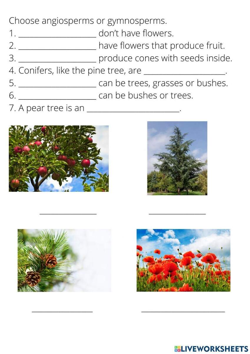 Seed Producing Plants Worksheet Worksheets Library Seed Producing Plants Worksheet Worksheets Library
