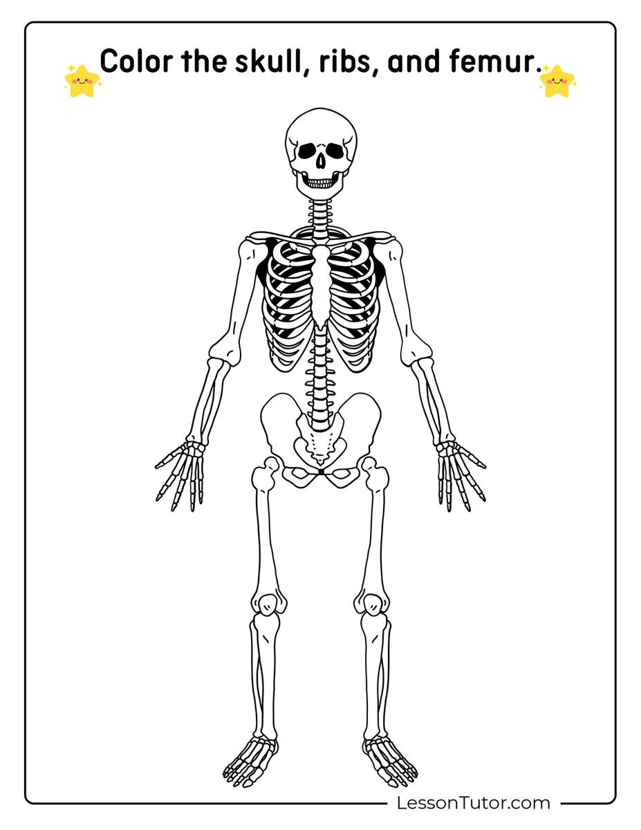 Skeleton System Worksheets Free Coloring Pages PDF Printables And Worksheets Lesson Tutor Skeleton System Worksheets Free Coloring Pages PDF Printables And Worksheets Lesson Tutor