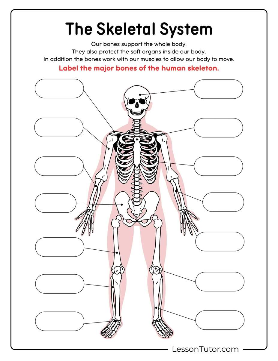 Skeleton System Worksheets Free Coloring Pages PDF Printables And Worksheets Lesson Tutor Human Anatomy Worksheets And Study Guides