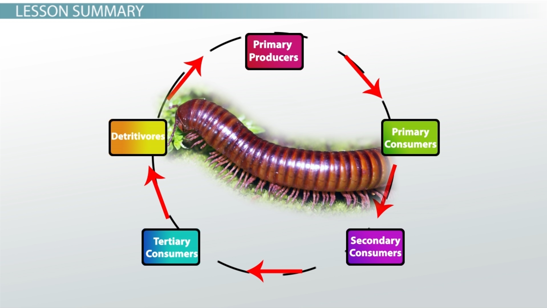 Trophic Levels Overview Structure Lesson Study